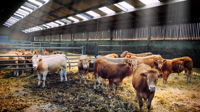Factories issue warning on beef prices due to ‘challenging markets’