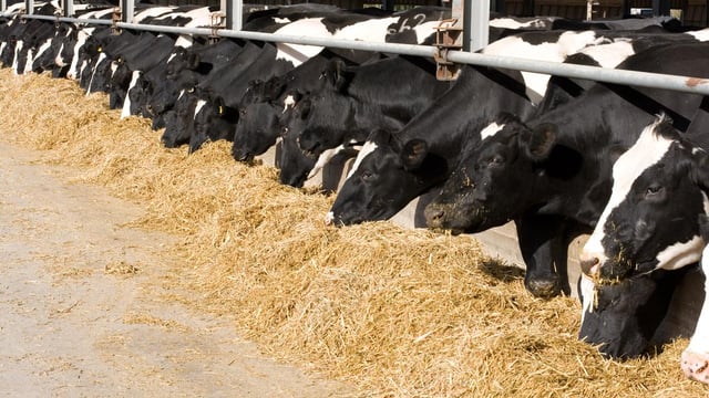 Australian dairy co-op says it paid its farmers €125m too much for milk