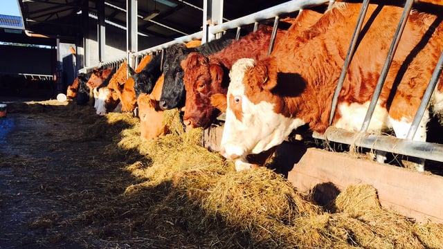 Why late pregnancy management of suckler cows is crucial