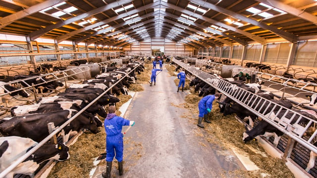 The changing face of US dairy industry – Cow numbers to reach 9.2m by 2024