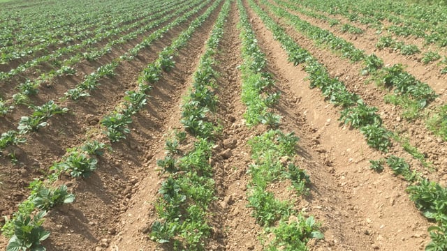 Drop in processing planting leads to third smallest potato area