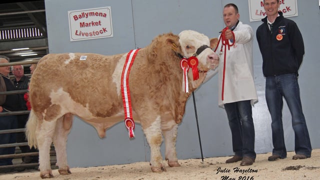 Simmental bulls reach £3,150 at Northern Ireland club sale