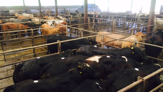 Elderly man ‘seriously injured’ by escaped cow from mart
