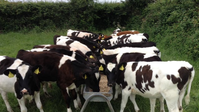 Why dung sampling is important before dosing
