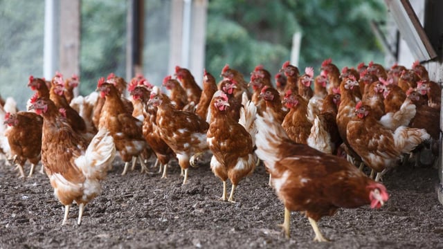 Defra to lift poultry housing order for England and Wales