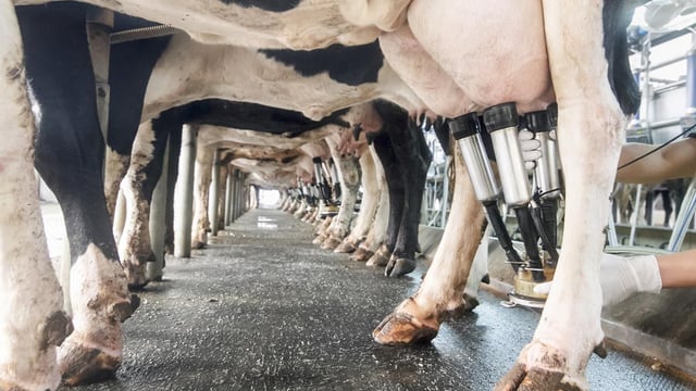 Milk Price Indicator to be reinstated in Northern Ireland