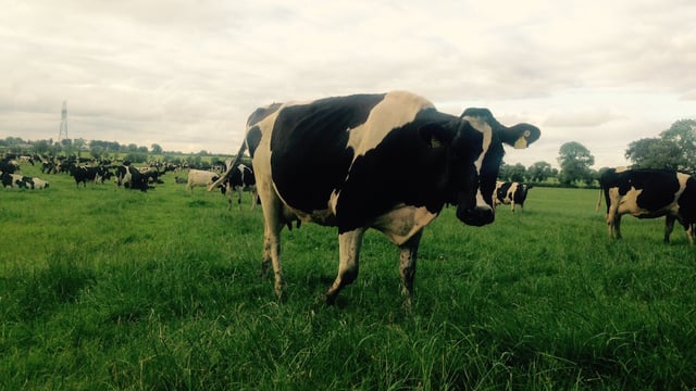 Dutch dairy farmers paid more to produce milk from grazed grass