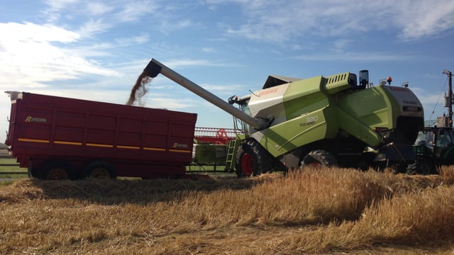 Video: Harvest 2016 gets underway with initial reports of yields down 20%