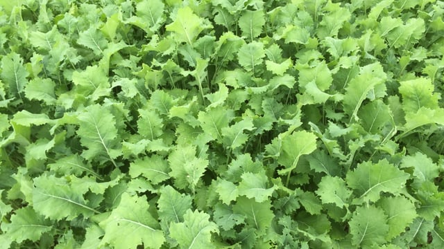 Should more farmers use forage crops as a winter feed?