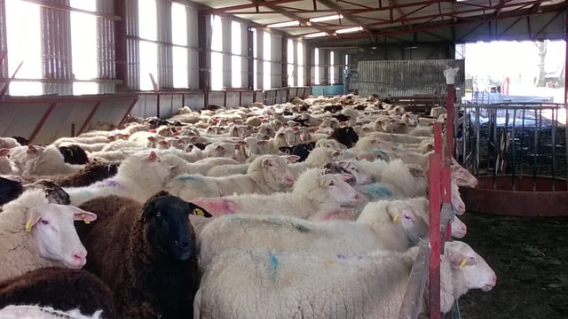See how one Tipp dairy farmer is getting over €1/L for milk