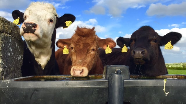 BSE: New statuses to be applied to Northern cattle on Monday