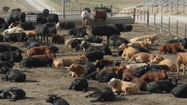 A higher bid has been placed on Australia’s largest cattle farm