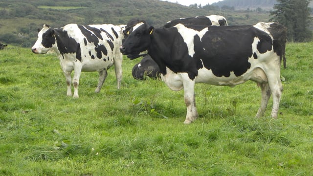 44,000 EU dairy farmers apply for voluntary reduction scheme