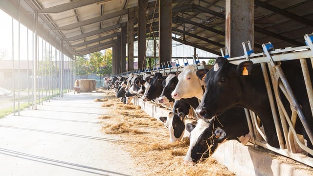 Dairy prices look set to increase further after latest Global Dairy Trade