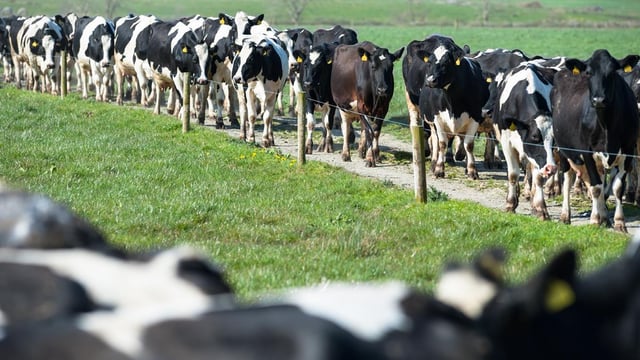 FrieslandCampina increases milk price for November