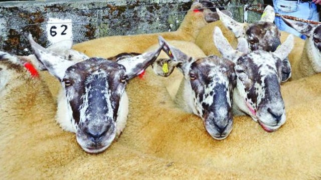 Over 2,000 sheep up for sale at this year’s Borris Ewe show and sale