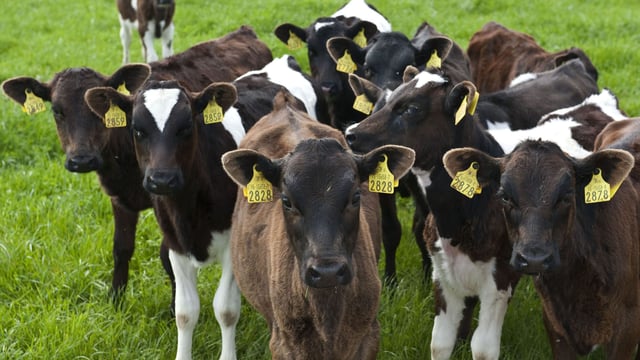 Dairy farmers aiming to increase cash flow with the use of beef AI sires