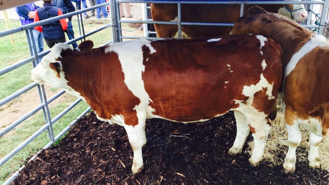 Interested in Fleckvieh cattle? – Check them out at the Ploughing