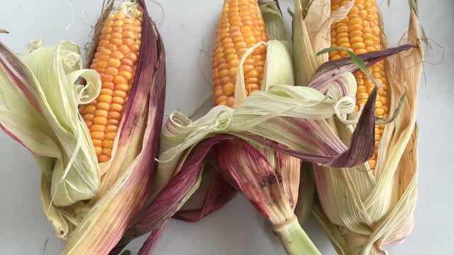 Maize yields set to increase by 20-25% after an ‘extraordinary’ growing season