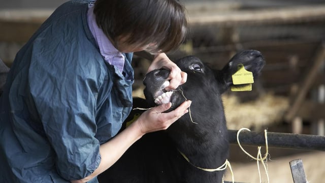 Northern Ireland applies for BSE Negligible Risk status