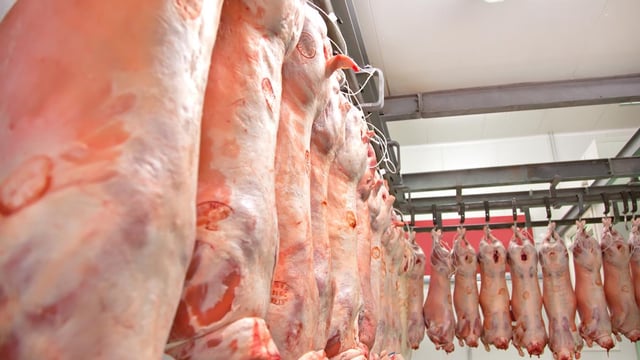 Prime pig prices 3.5% up on 2018 levels