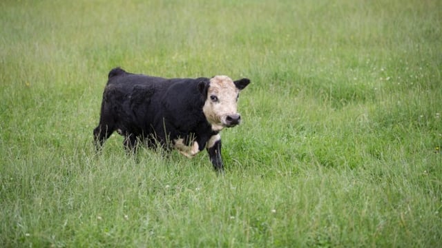 New Zealand bull could blow world’s smallest bull competiton wide open
