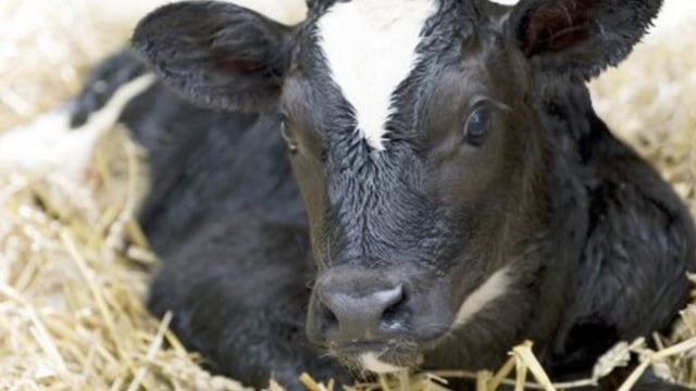 May too soon for BVD deadline, FFA warns