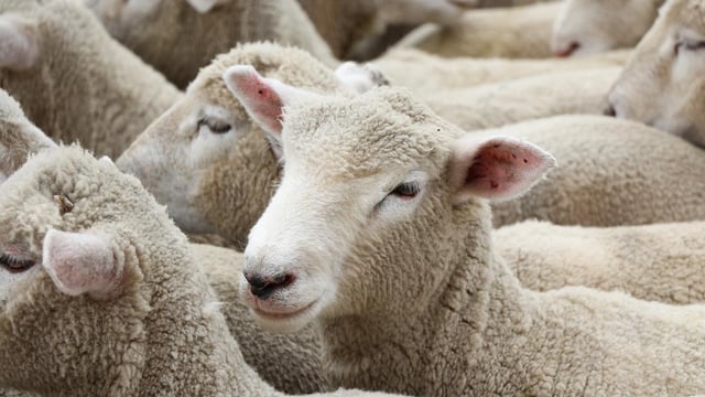 Livestock worrying: NFU takes plea for law change to Westminster