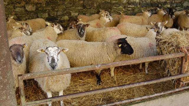 British sheep industry aiming to be ‘best in the world’ for health and welfare