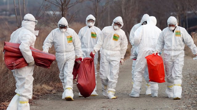 More severe strain of bird flu wreaks havoc in China