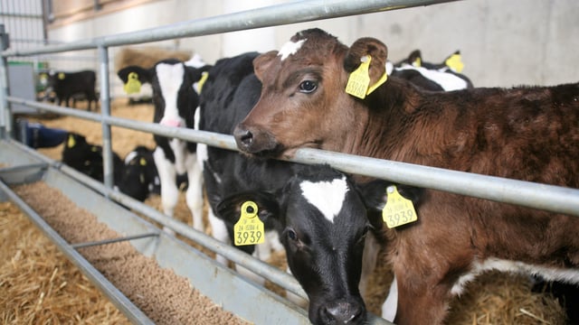 1 in 5 farmers worry their youngstock housing isn’t good enough