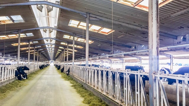 Video: The dairy farm in the desert producing 11 litres of milk every second