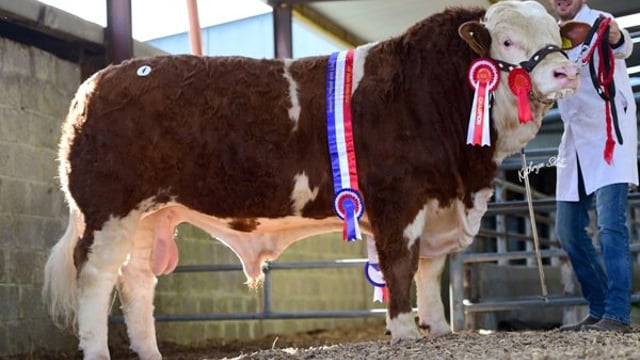 ‘Go Go Dancer’ fetches €8,700 at Simmental Premier Sale