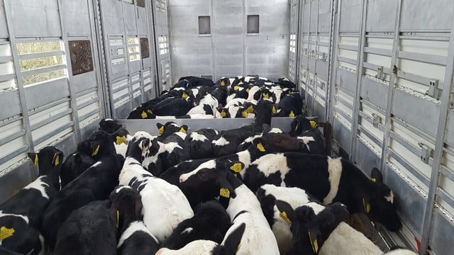 TB to halt NI’s Spanish calf exports post-Brexit