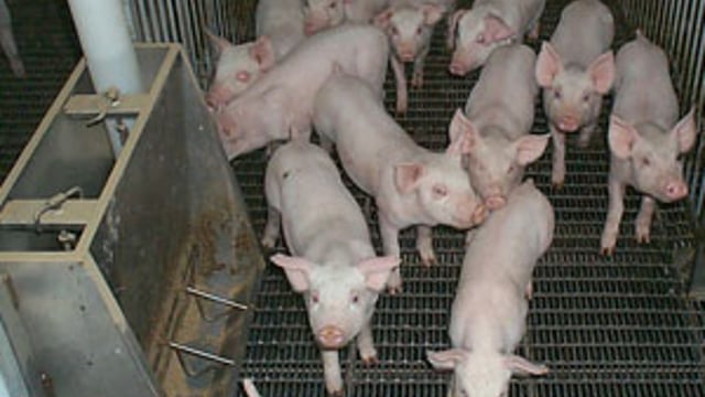 Best-practice tips for pig management – for May