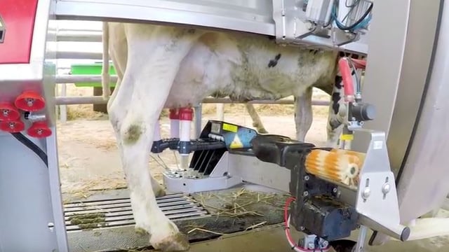 Watch: 40 ‘Lely’ cows make the trip to the Balmoral Show