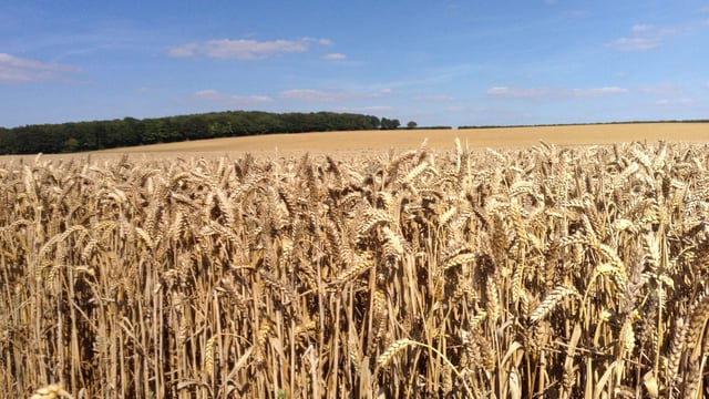 Glyphosate ban ‘would squeeze UK wheat output by 20%’