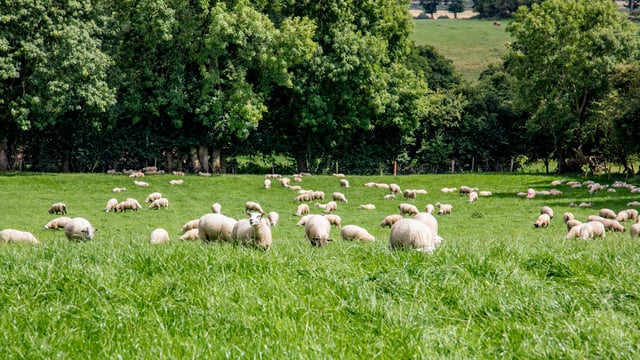 UK think tank calls for farm subsidies to be axed after Brexit