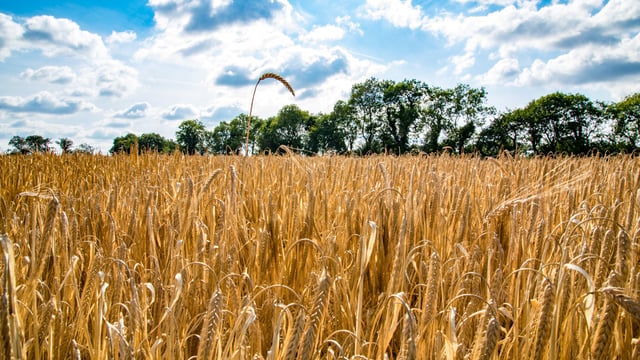3-crop rule could tighten barley seed supplies