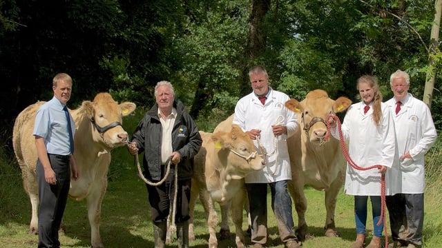 Some like them Blonde: Behind the scenes at NI’s top Blonde herds