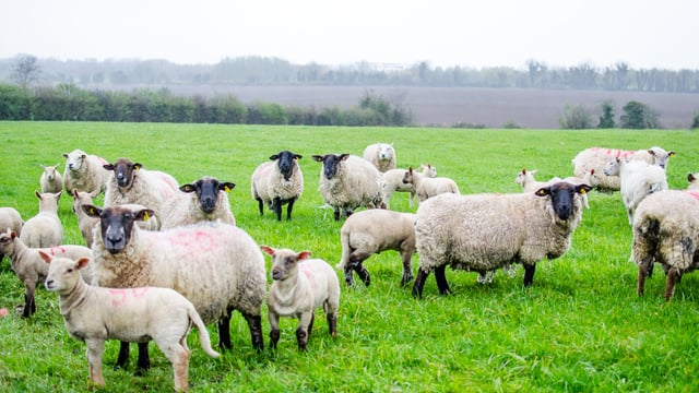 Calls to revitalise EU sheep sector or risk facing a ‘rural exodus’