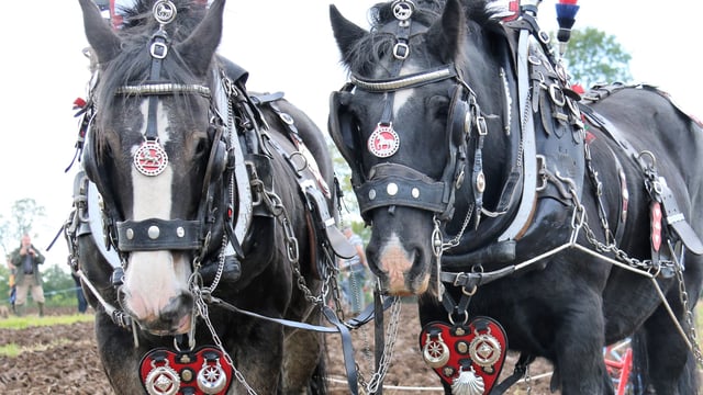 Horsepower: ‘It’s like an athlete – the more often you do it, the better you get’
