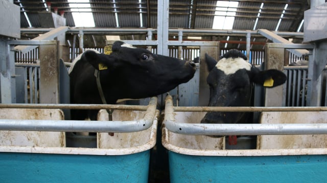 World Dairy Summit: The Co. Down herd in the top 1% of £PLI rankings