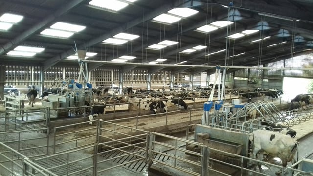 How Dutch innovation is beating heifer ‘bullying’ at a UK college