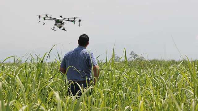 Can drones now be used to spot disease earlier in crops?