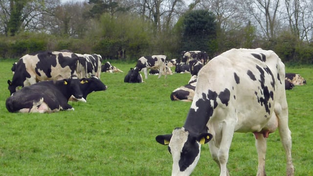 Nitrates Derogation: 5 questions you need to consider