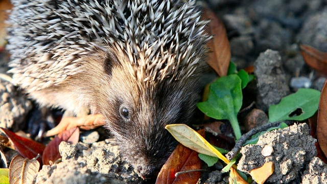 Report shows hedgehog numbers plummet by 50% in British countryside