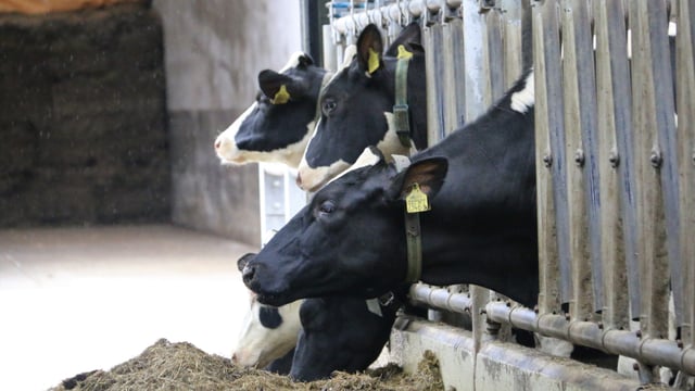 Meeting KPIs: How it’s done at the ‘Future Herd’
