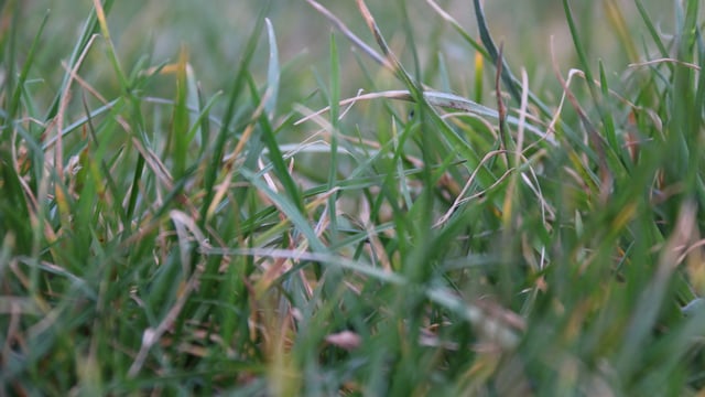 Grass growth to drop below average as cold and bright Bank Holiday weekend ahead