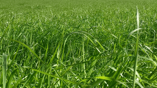 Germinal sells Morton’s brand